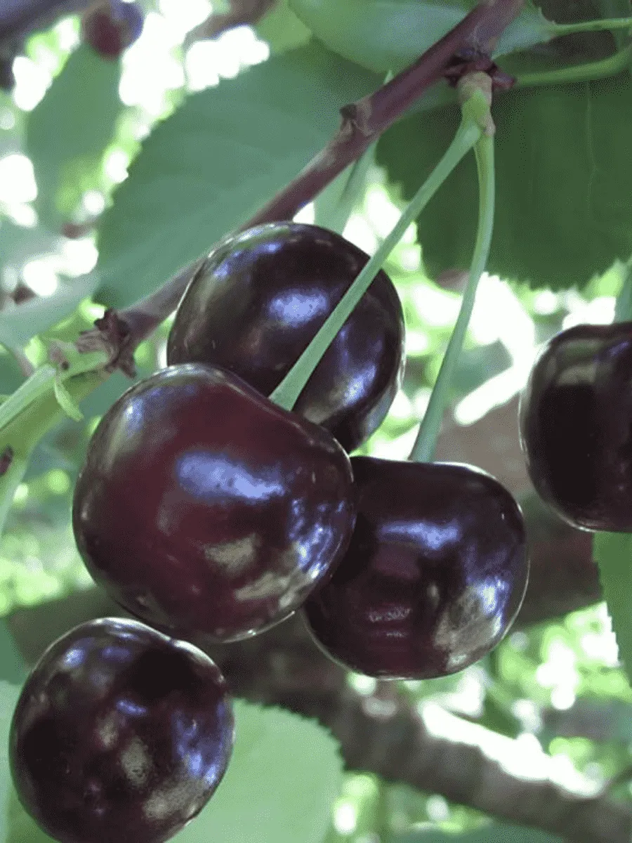 Вишня Россошанская черная