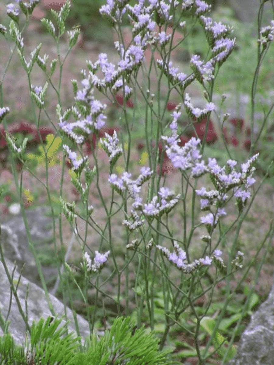 Кермек широколистный Blauer Diamant
