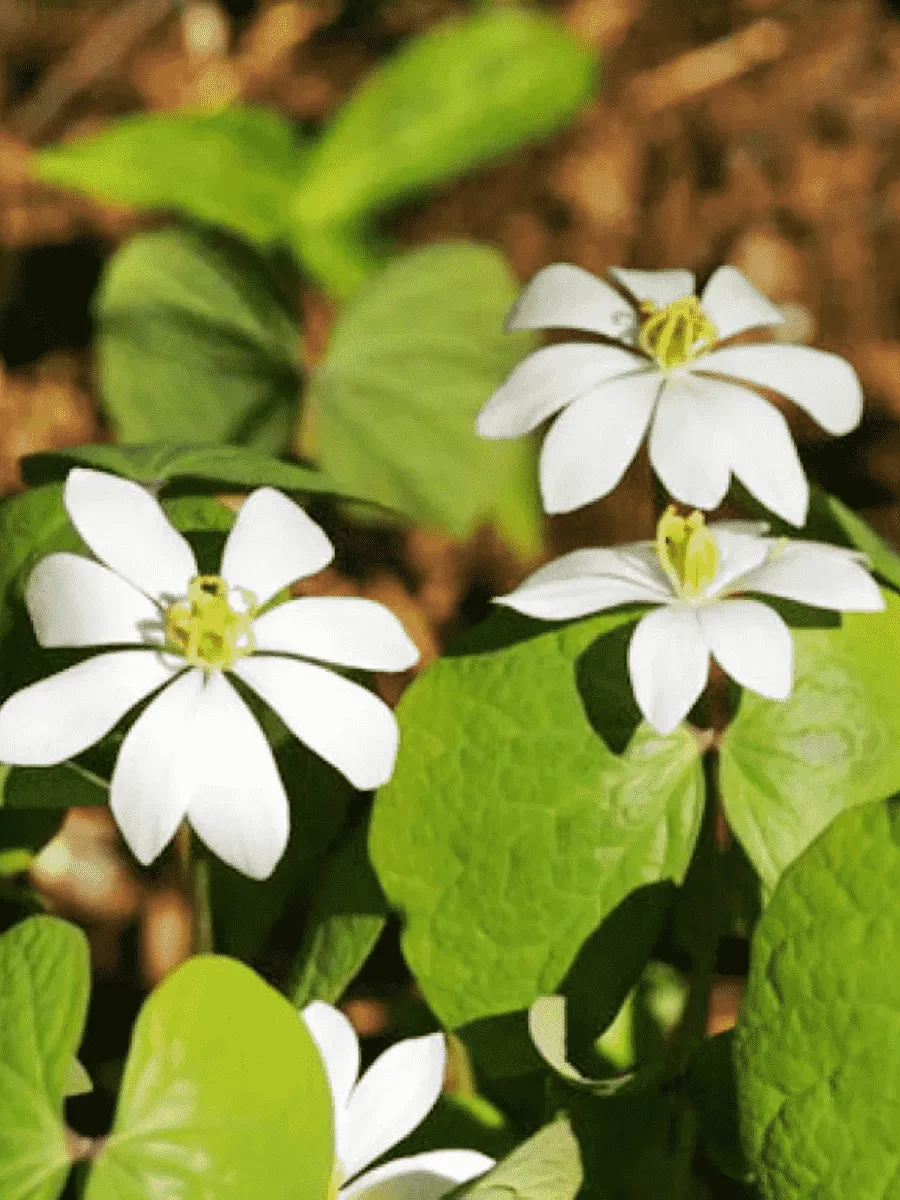 Джефферсония двулистная