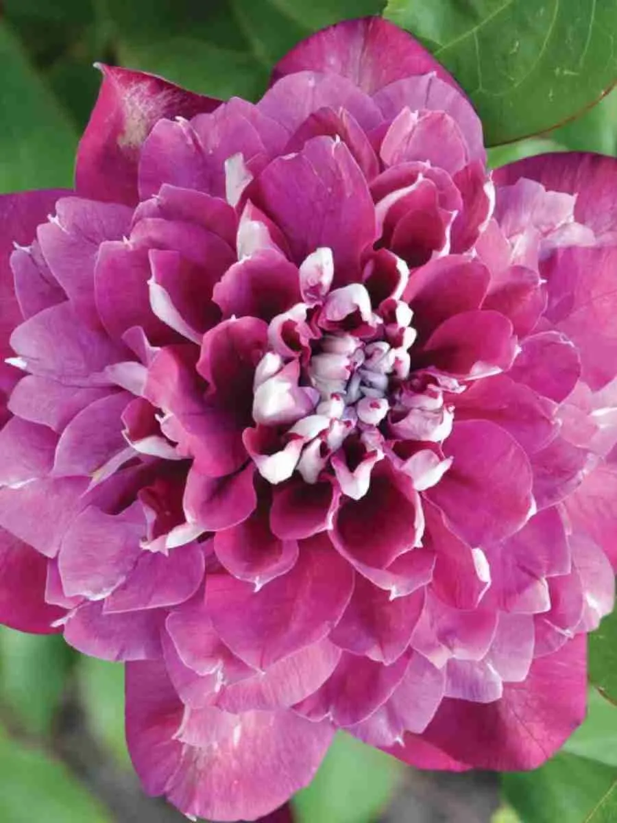 Клематис  Hot Kisses