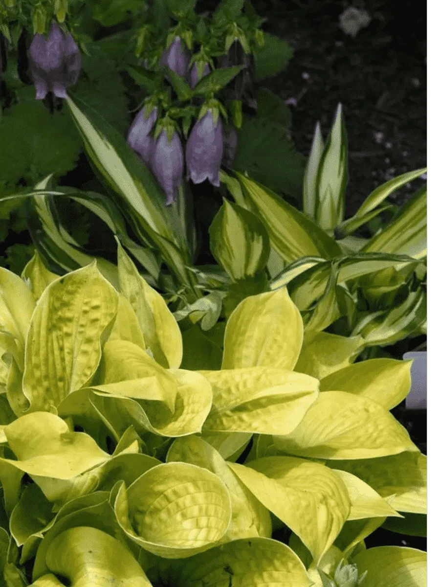 Хоста Maui Buttercups