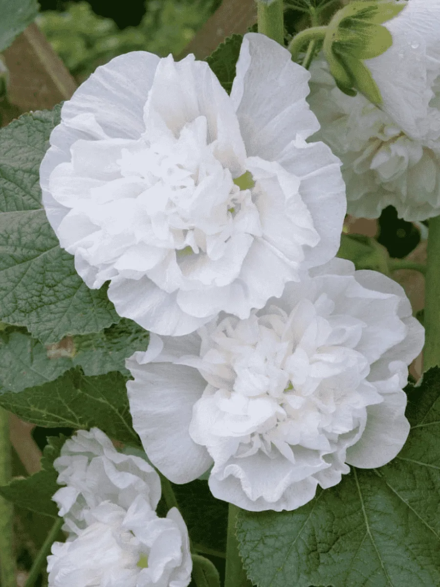 Мальва розовая Chater's Double White