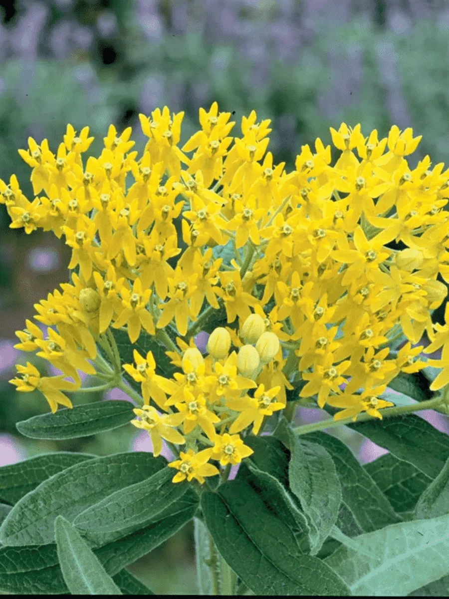 Ваточник клубненосный Hello Yellow