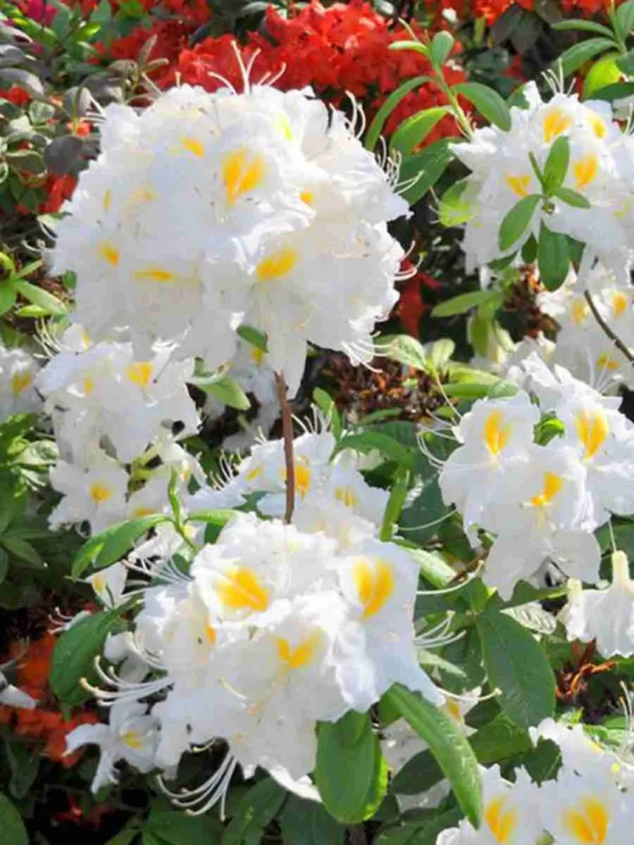 Азалия крупноцветковая Schneekopfchen