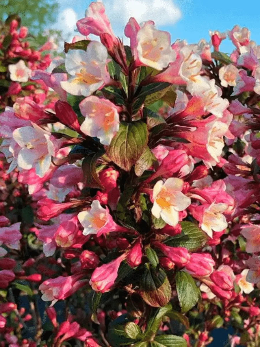 Вейгела цветущая Vintage Love