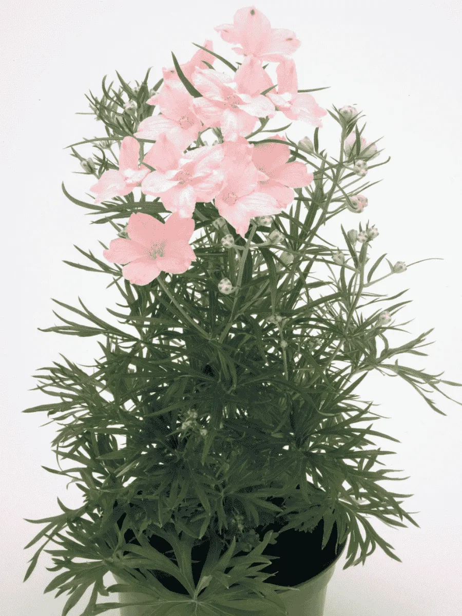 Дельфиниум  культурный Summer Morning