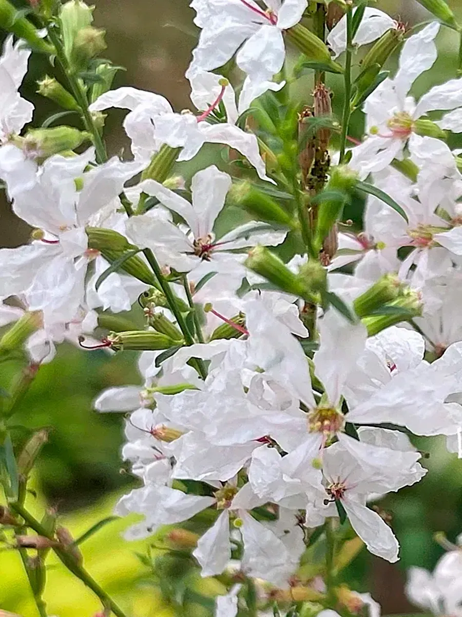 Дербенник иволистный White Swirl