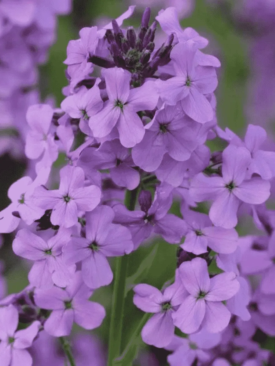 Вечерница Матроны Violet