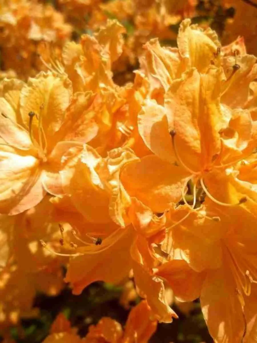 Азалия гибридный Golden Lights