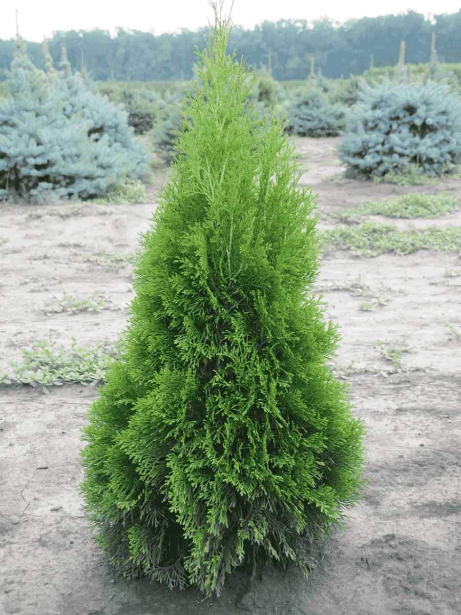 Туя западная Smaragd
