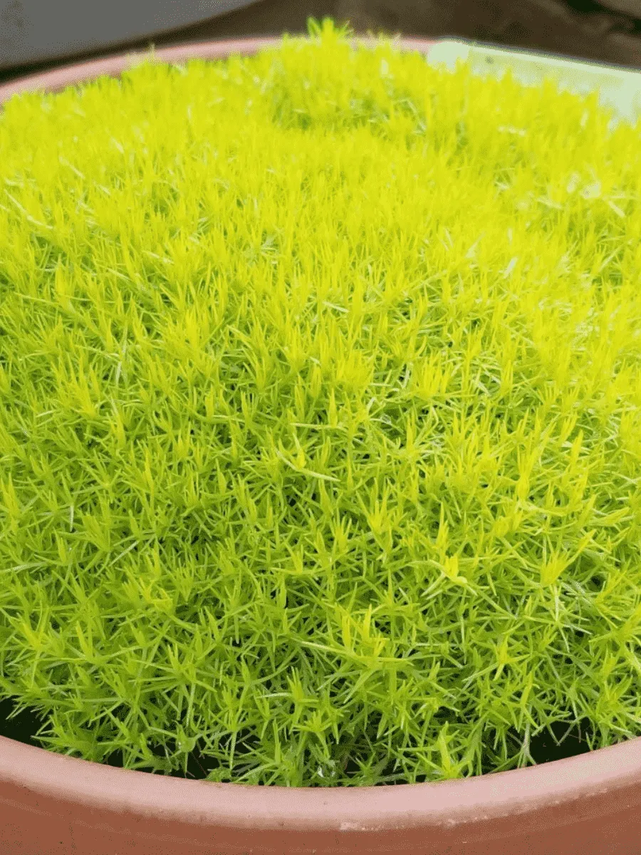 Мшанка шиловидная Lime Moss