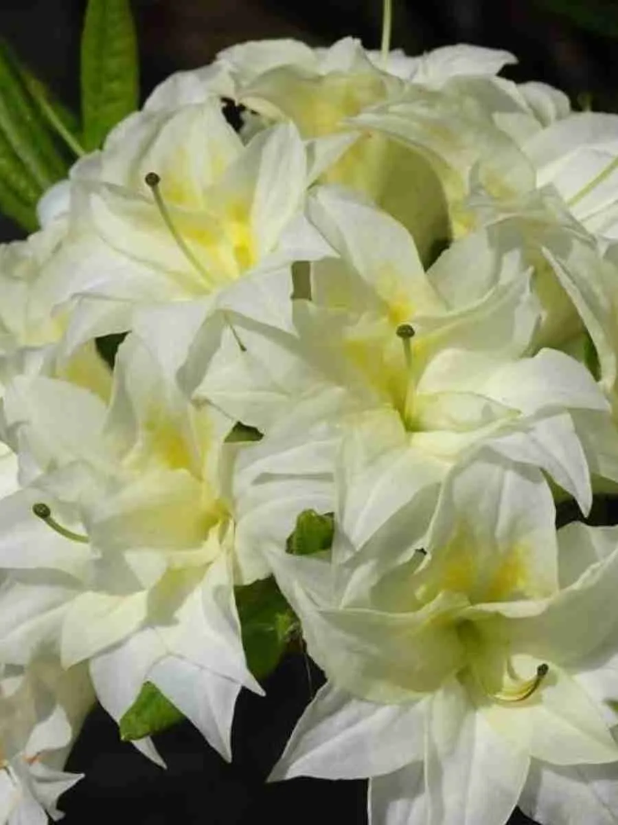 Азалия крупноцветковая Schneekopfchen