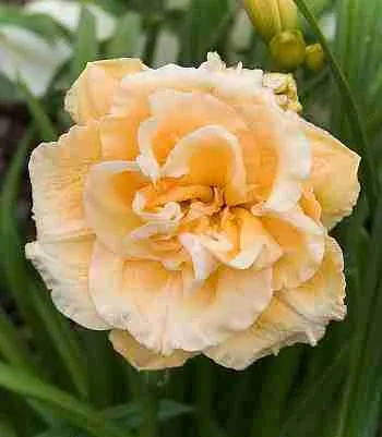 Лилейник Ikebana Star