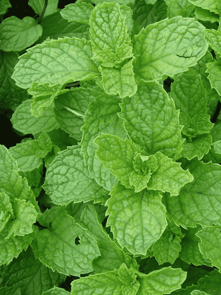 Мята колосистая Spanish Spearmint