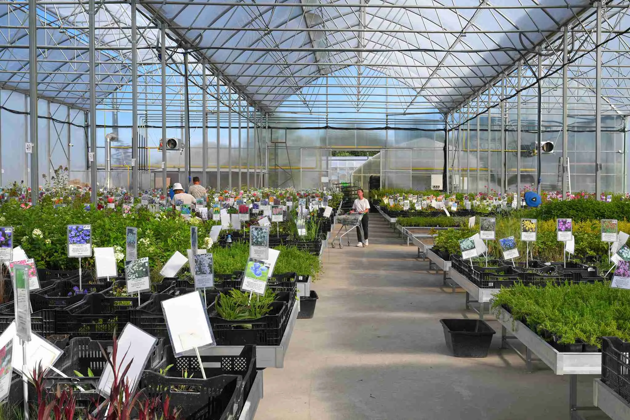 Теплица №13 выставочная