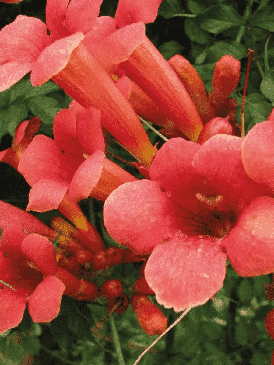 Кампсис укореняющийся Gabor