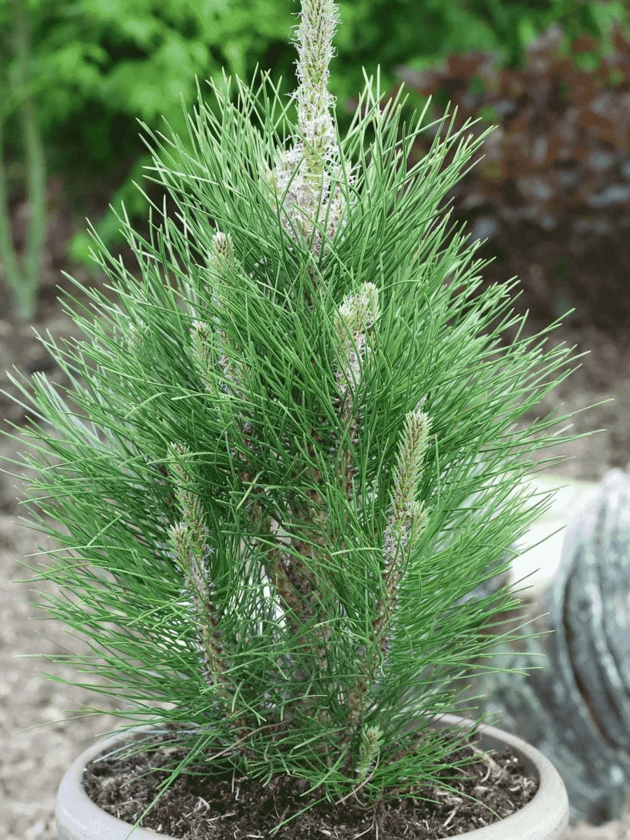 Сосна чёрная Green Rocket