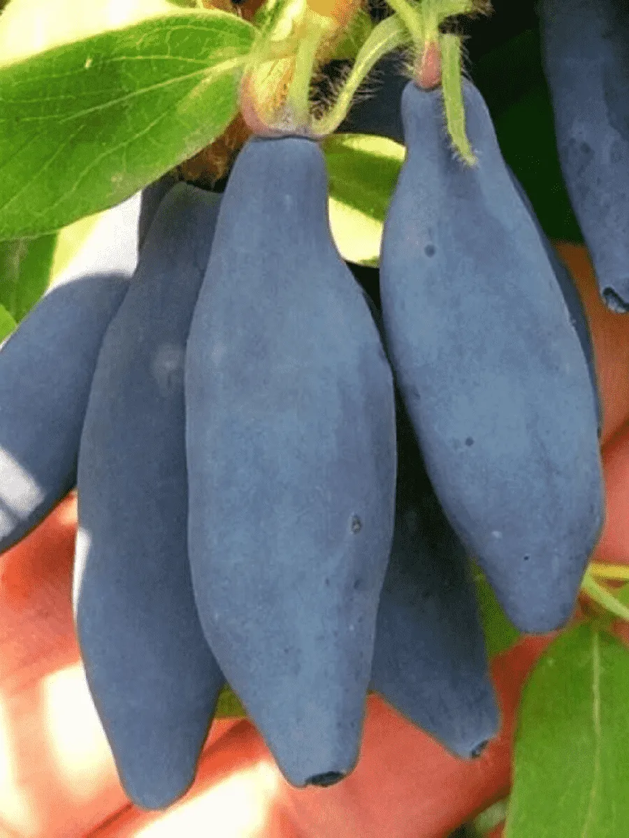 Жимолость плодовая Княгиня