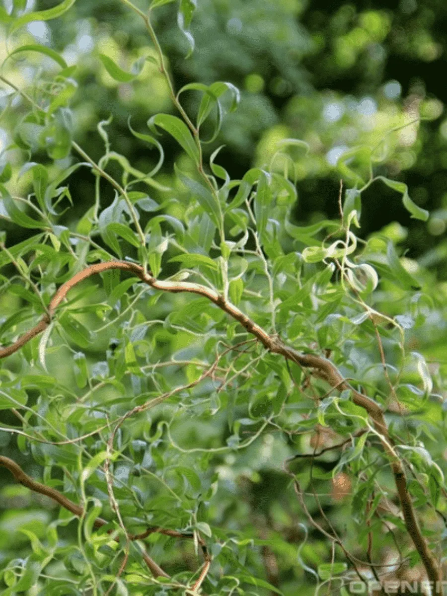 Ива извилистая