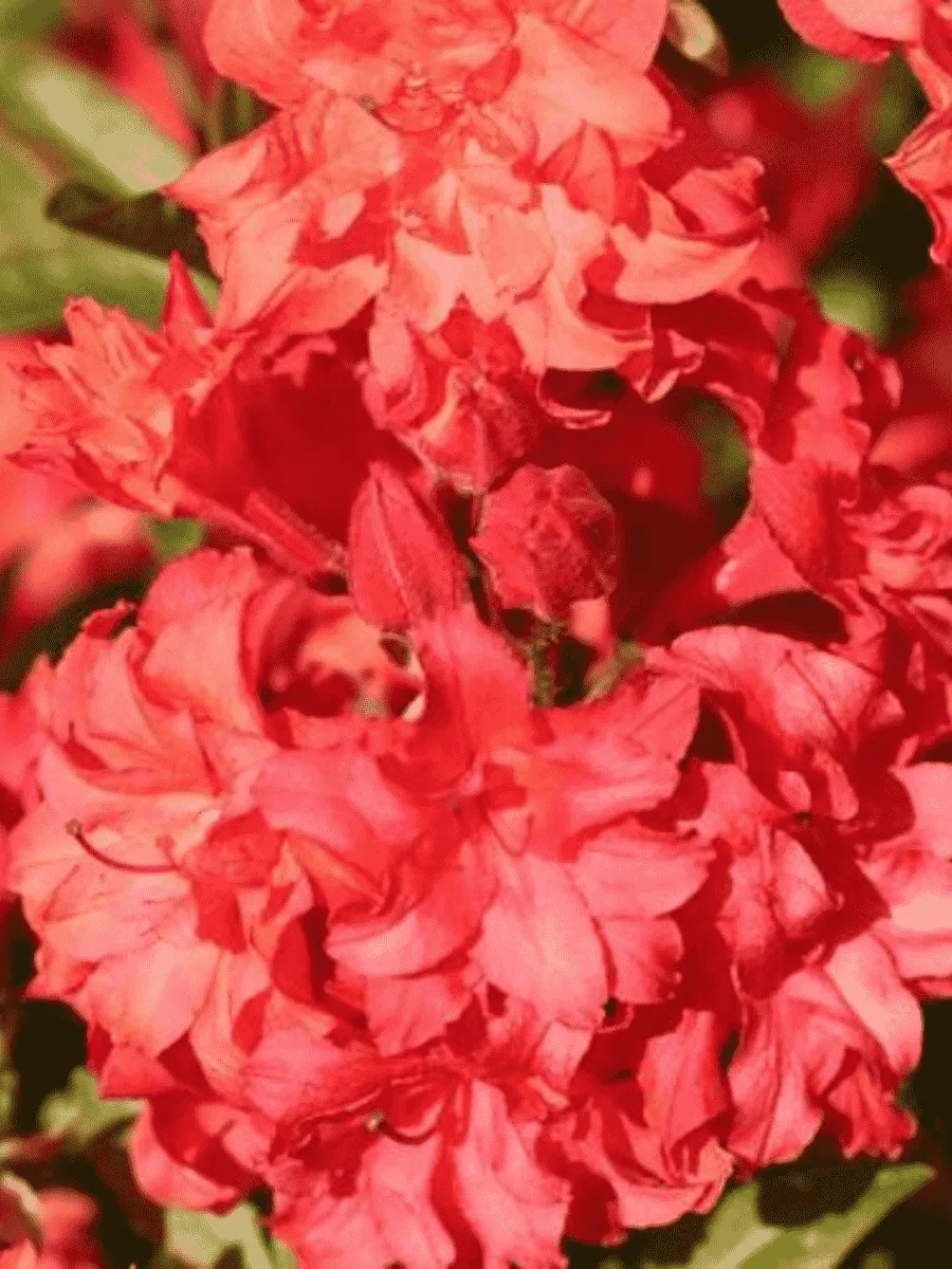 Азалия крупноцветковая Feuerkopfchen