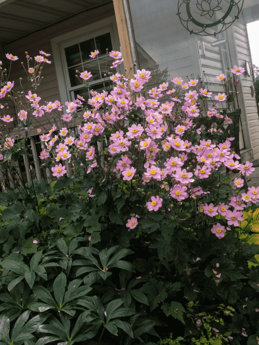 Анемона японская Serenade