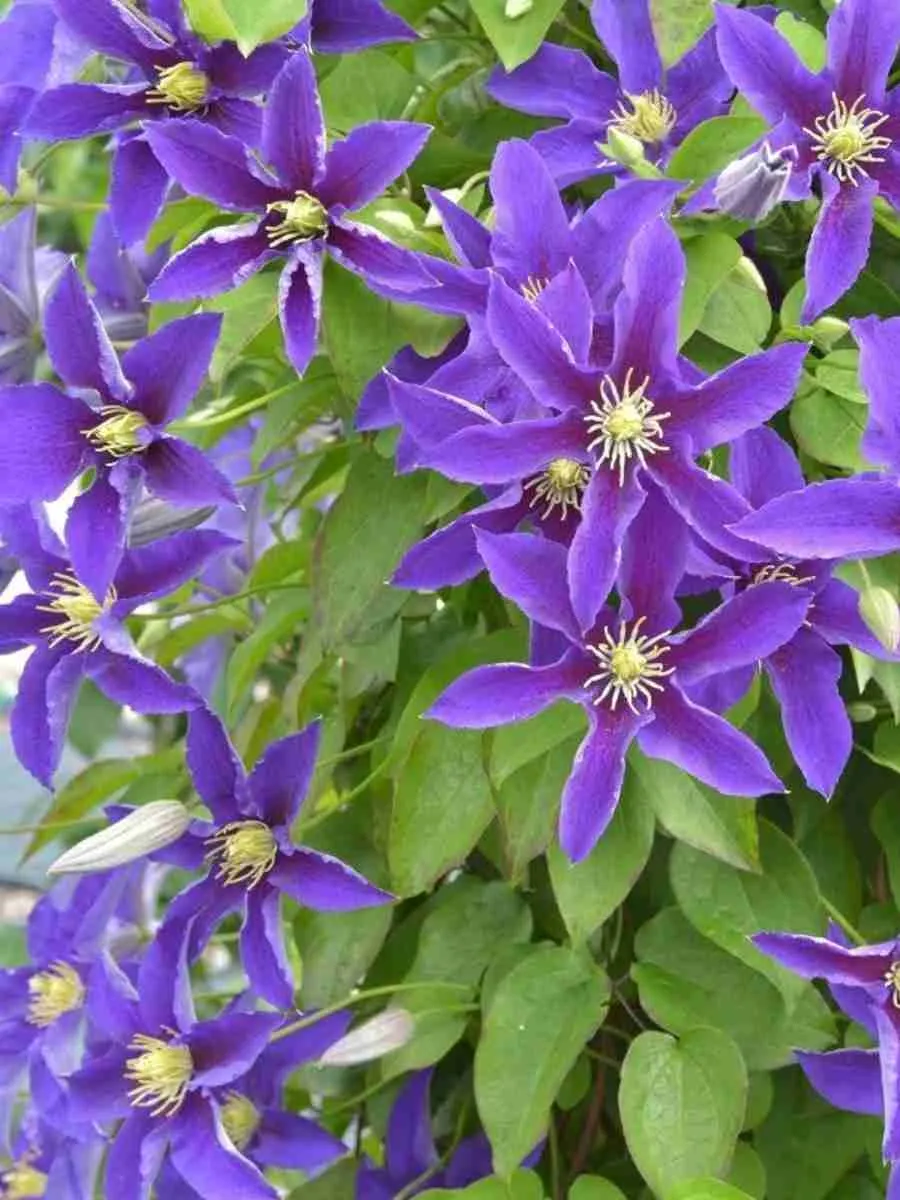 Клематис Neonka