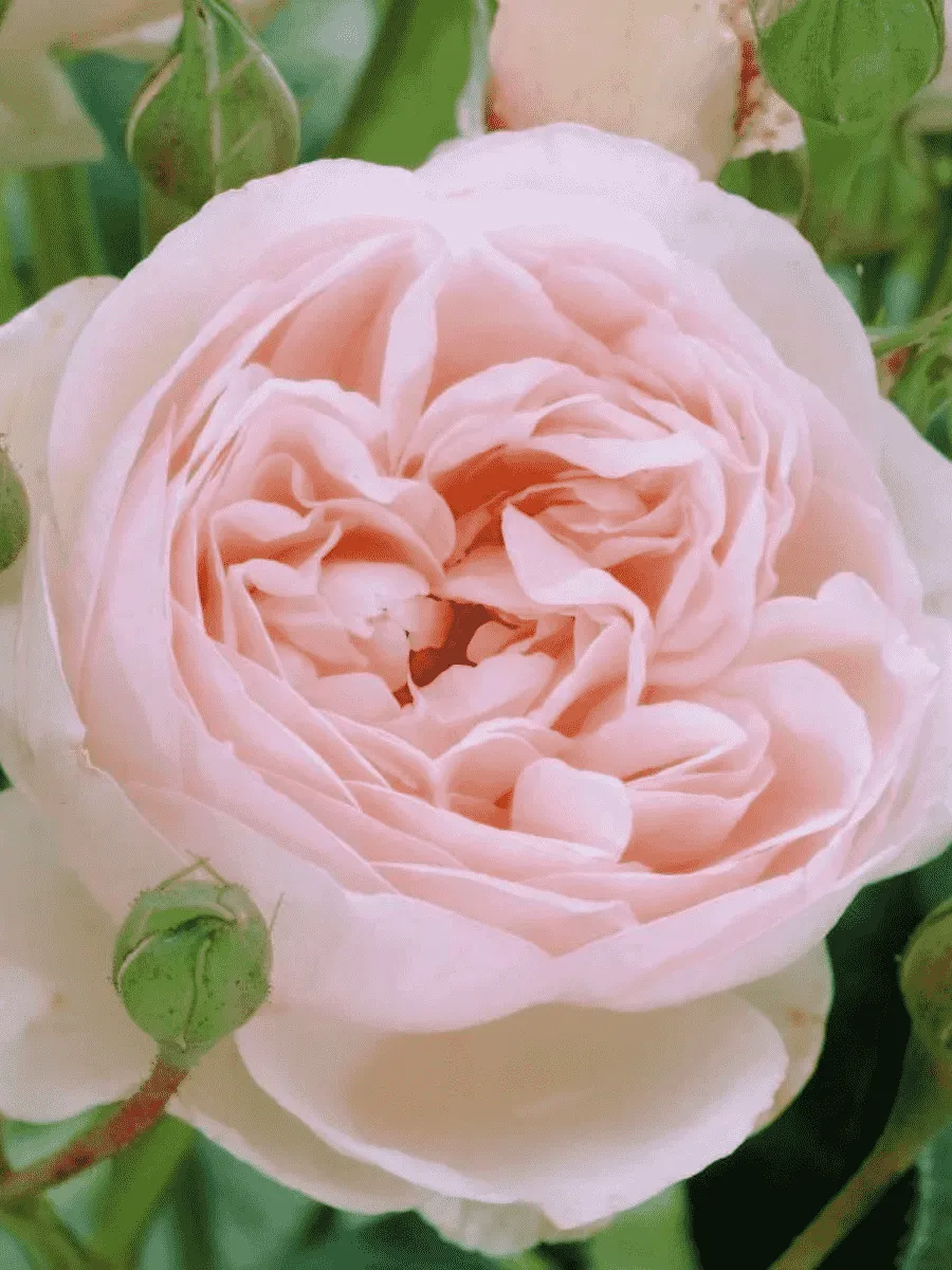 Роза Английская кустовая Heritage