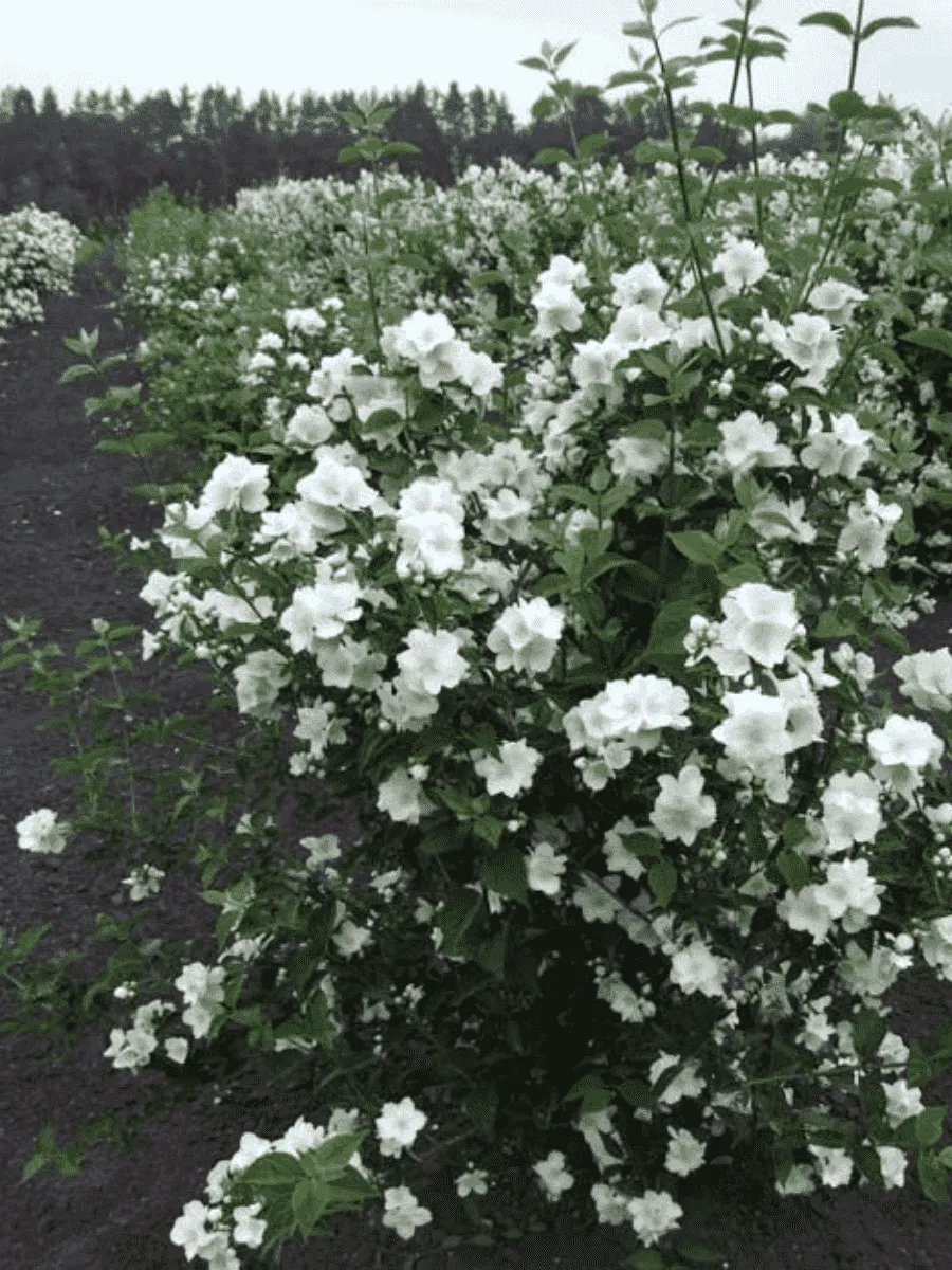 Чубушник Академик Комаров