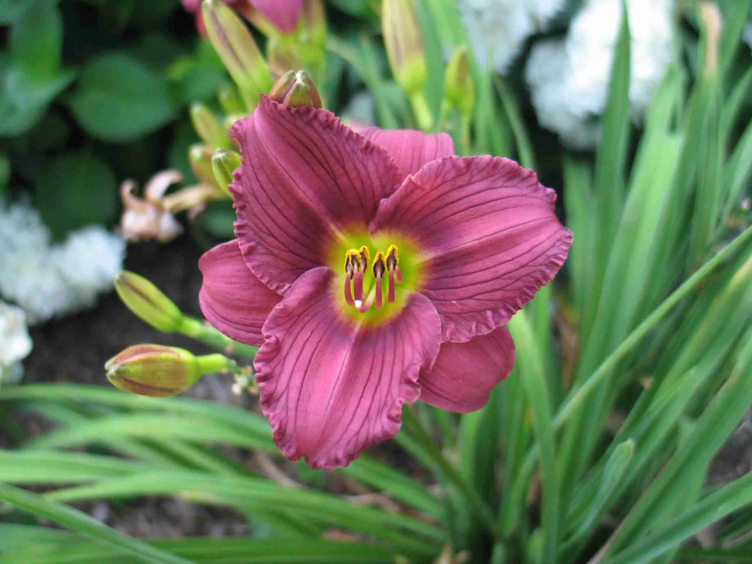 Лилейник Little Grapette