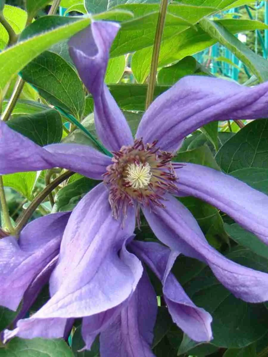 Клематис цельнолистный Сизая Птица