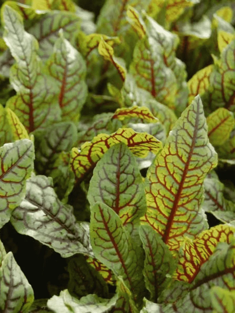 Щавель Кроваво-красный Bloody Dock