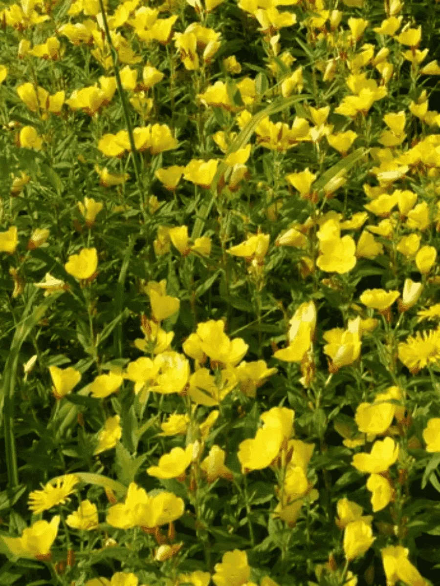 Энотера волосистая Yella Fella