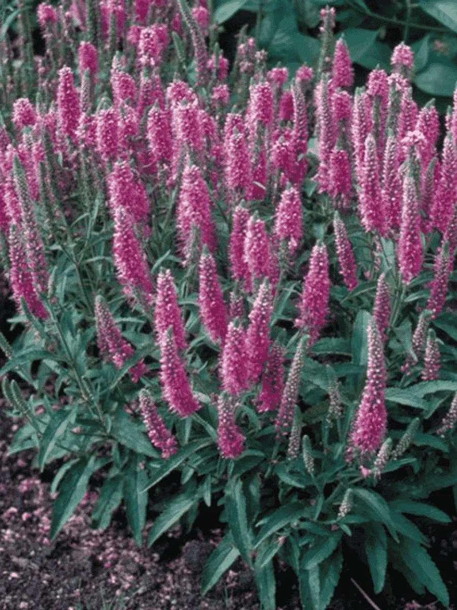 Вероника колосистая Rosa Zwerg