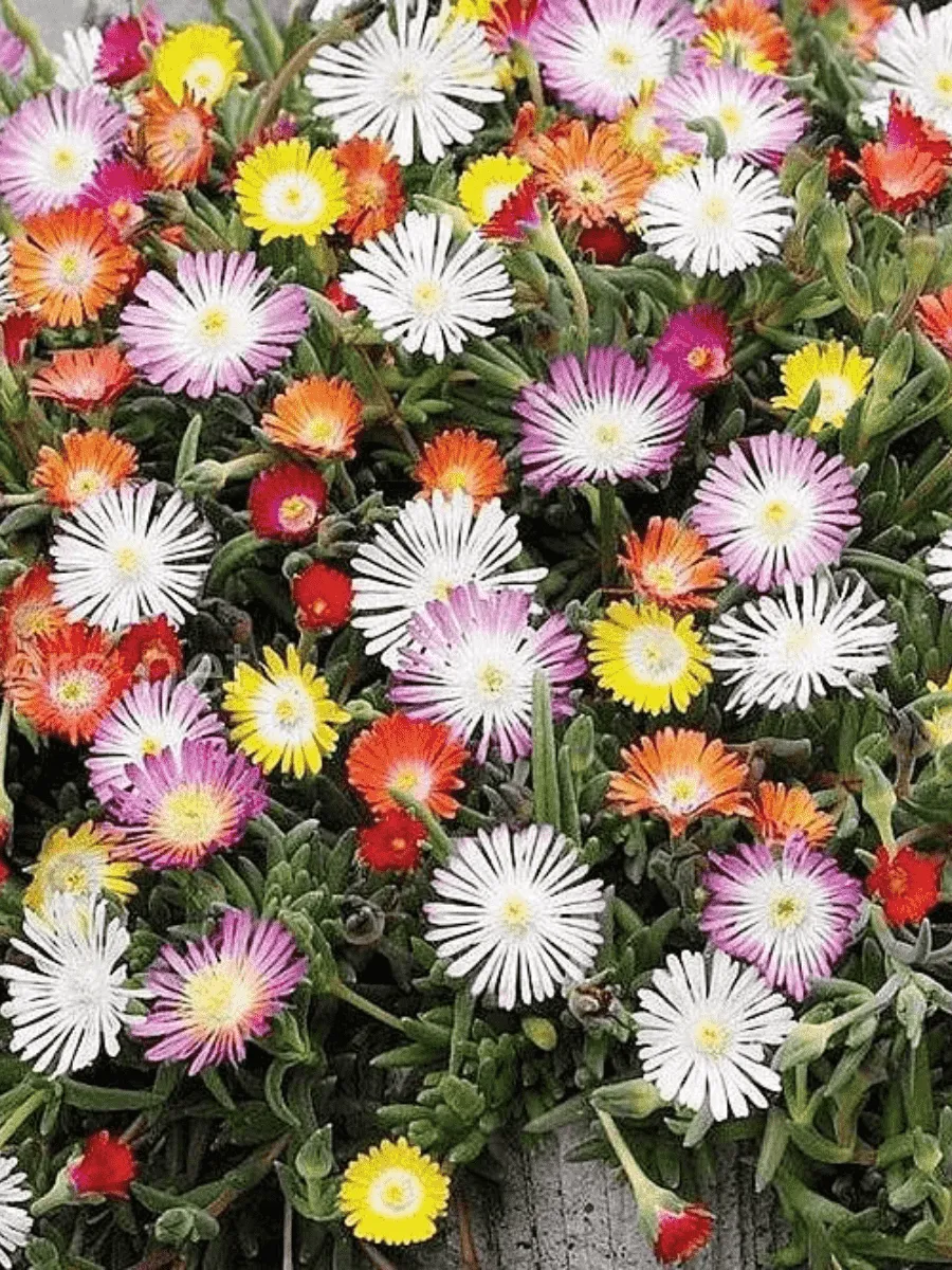 Делосперма