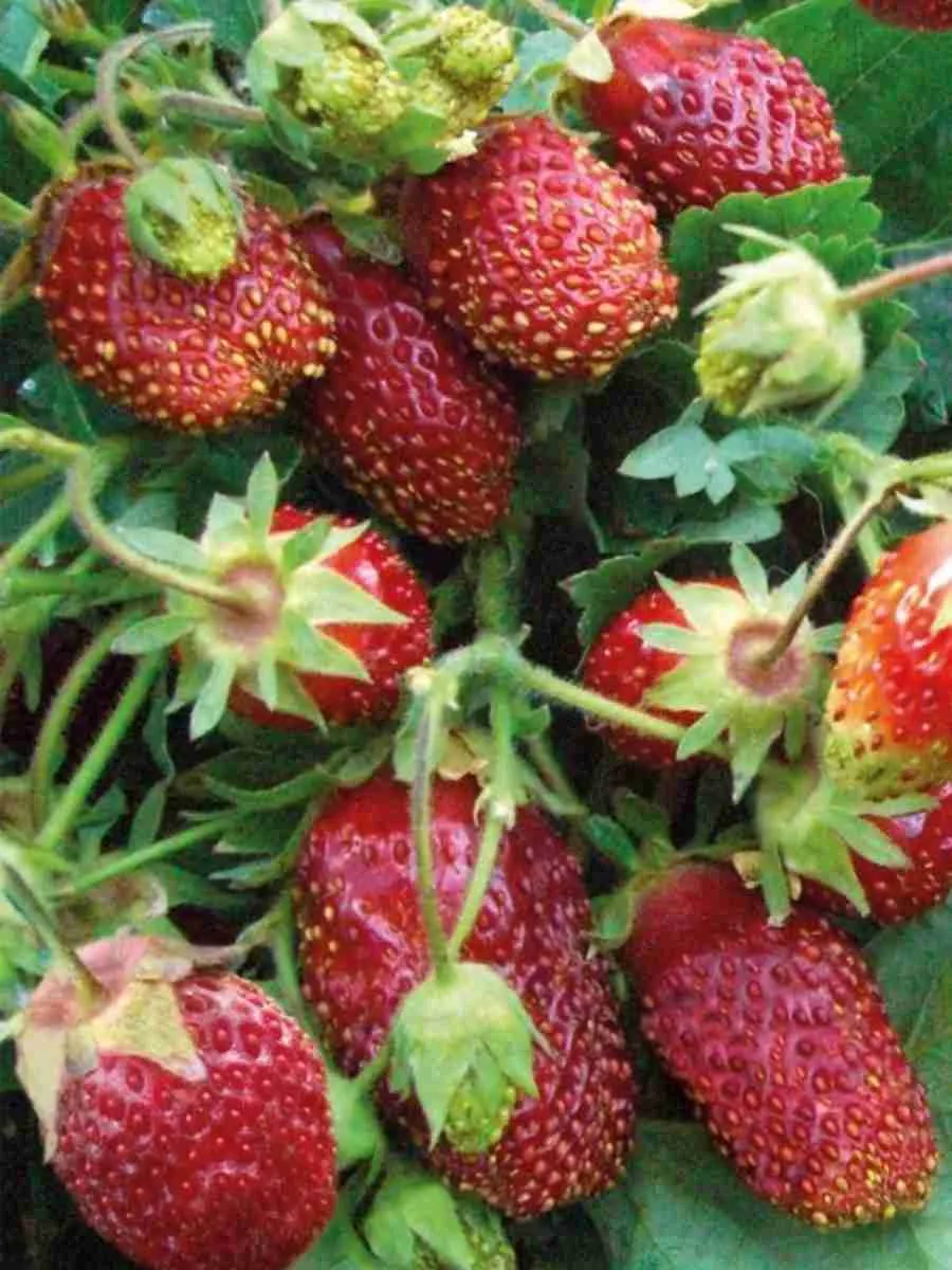 Земклуника