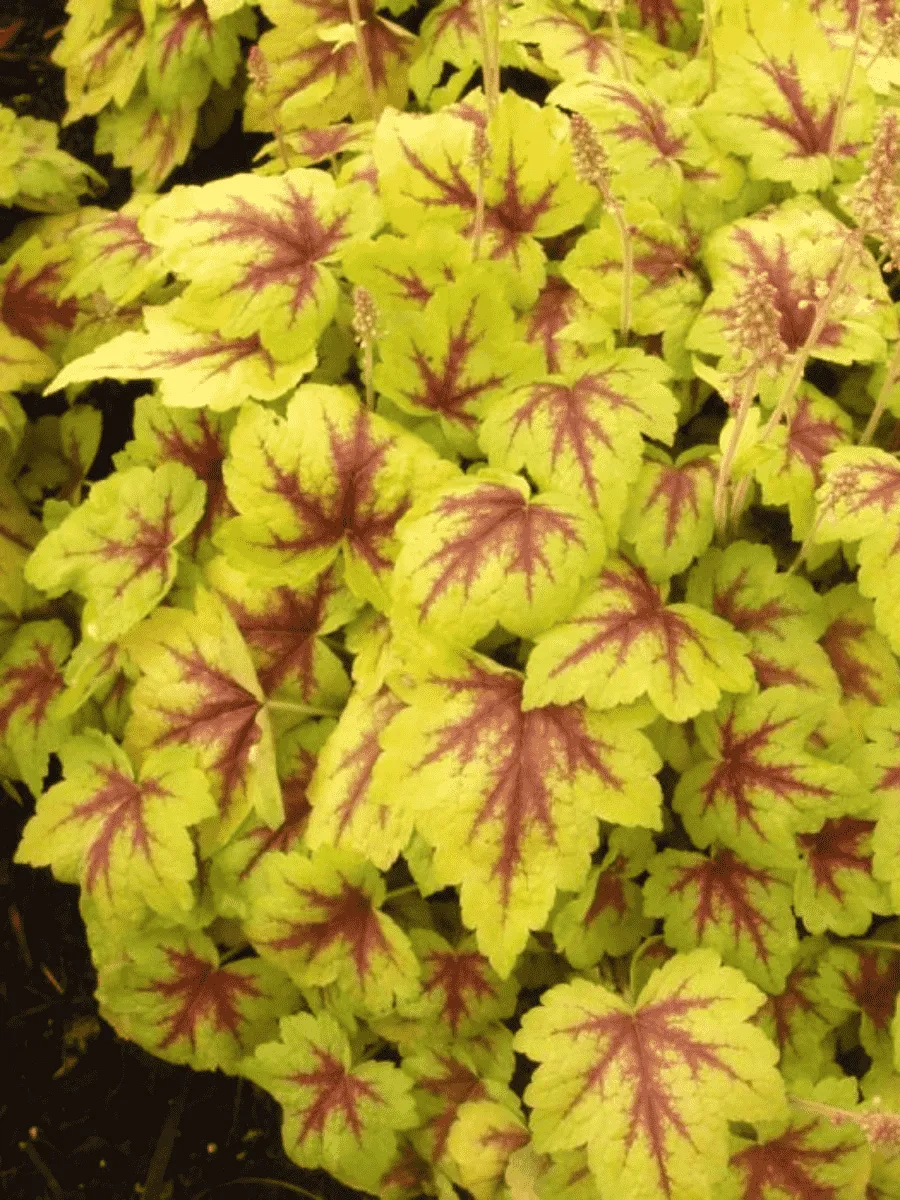 Гейхерелла Stoplight