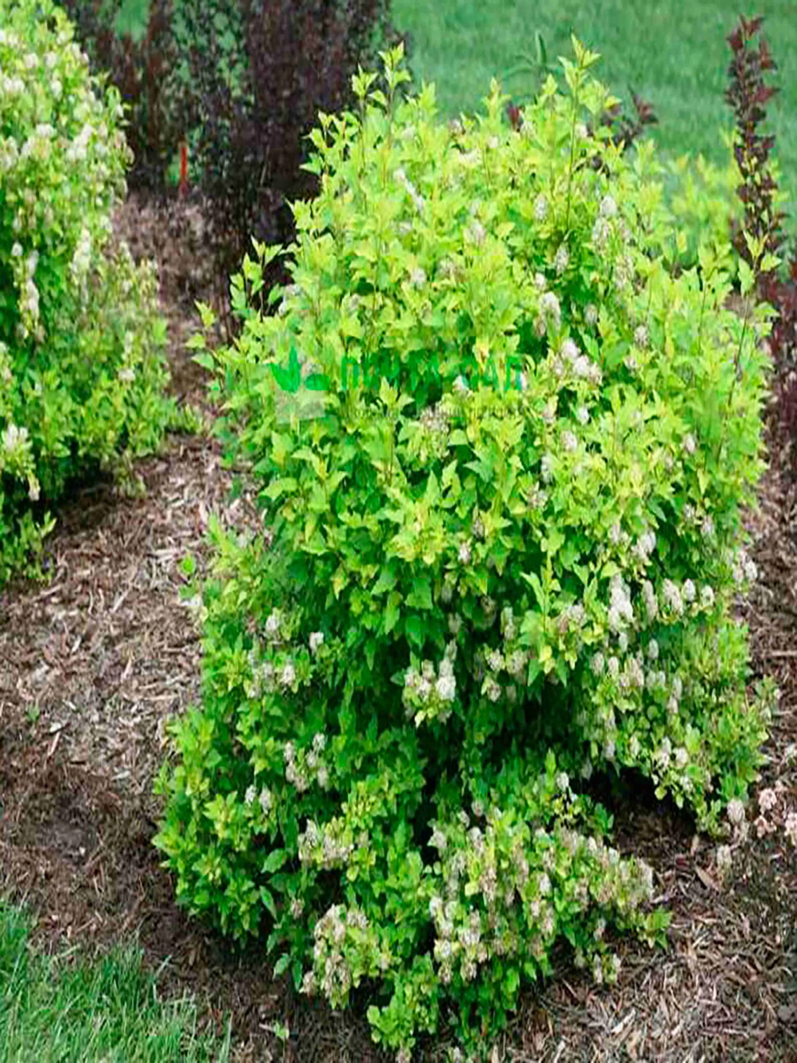 Пузыреплодник калинолистный Tiny Wine Gold