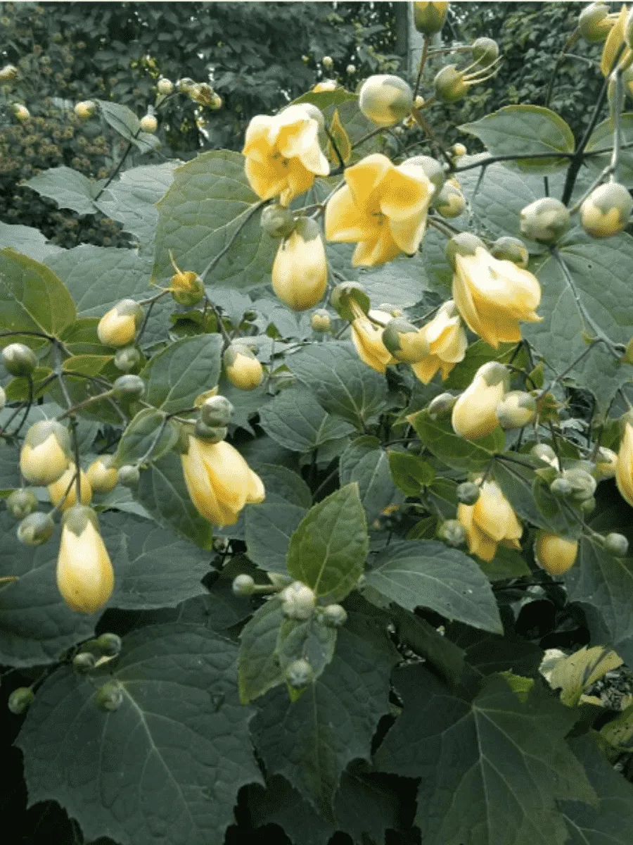 Киренгешома