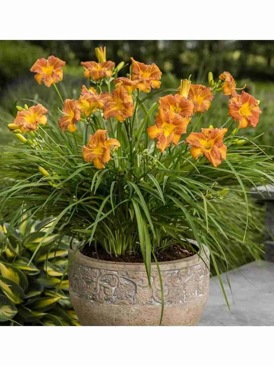 Лилейник EveryDaylily Bronze