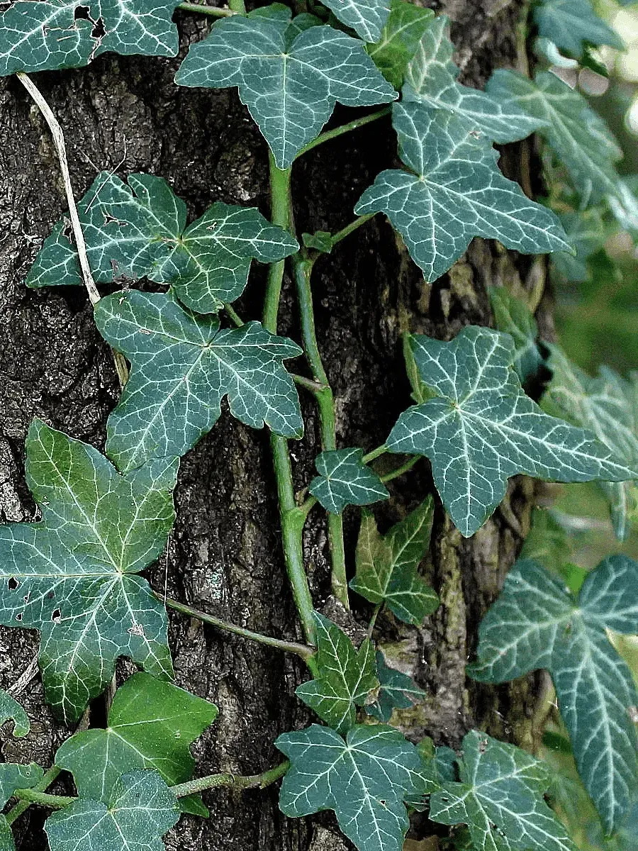 Плющ обыкновенный Bialystok