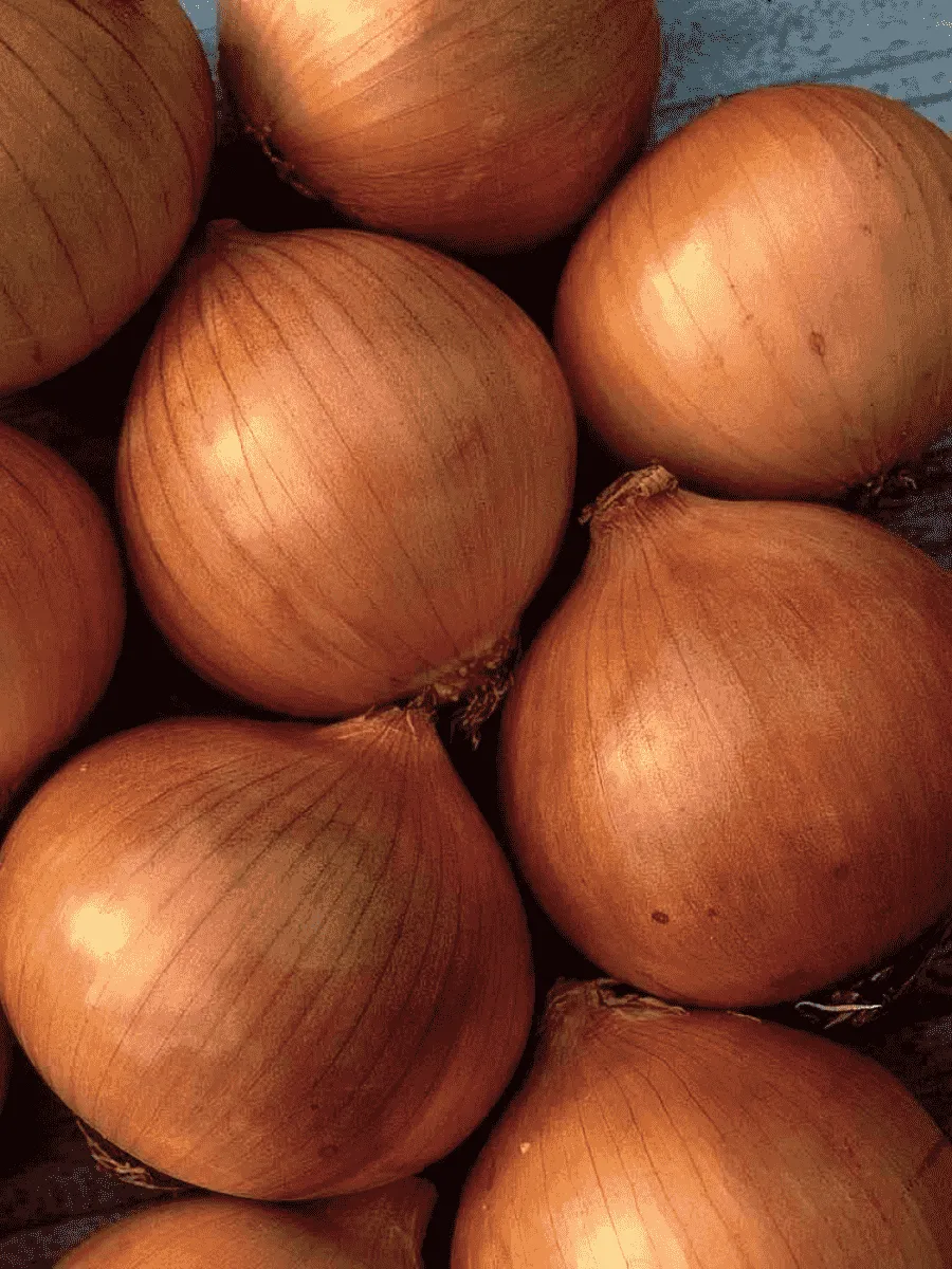 Лук-севок Сеттон