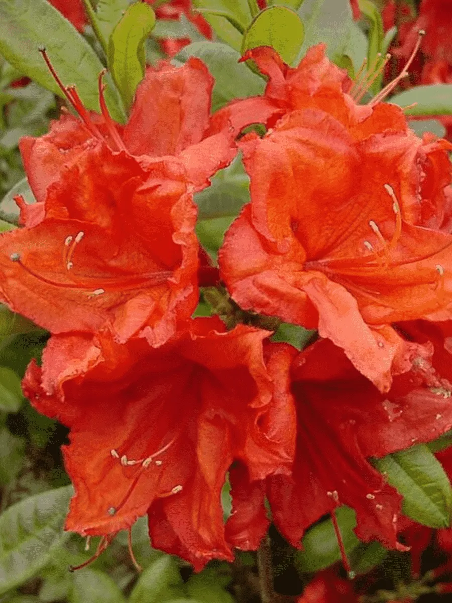 Азалия крупноцветковая Feuerwerk