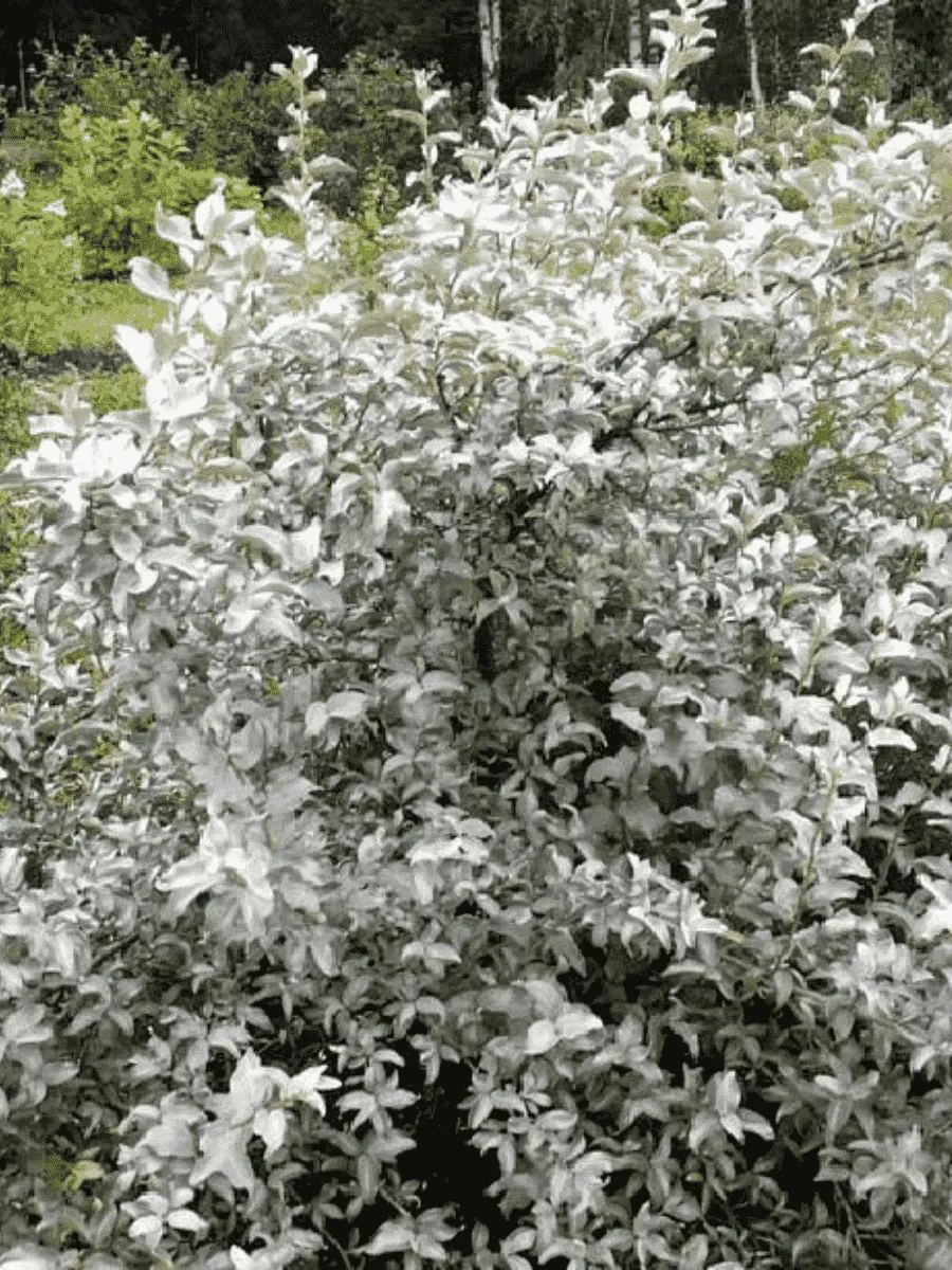 Лох серебристый