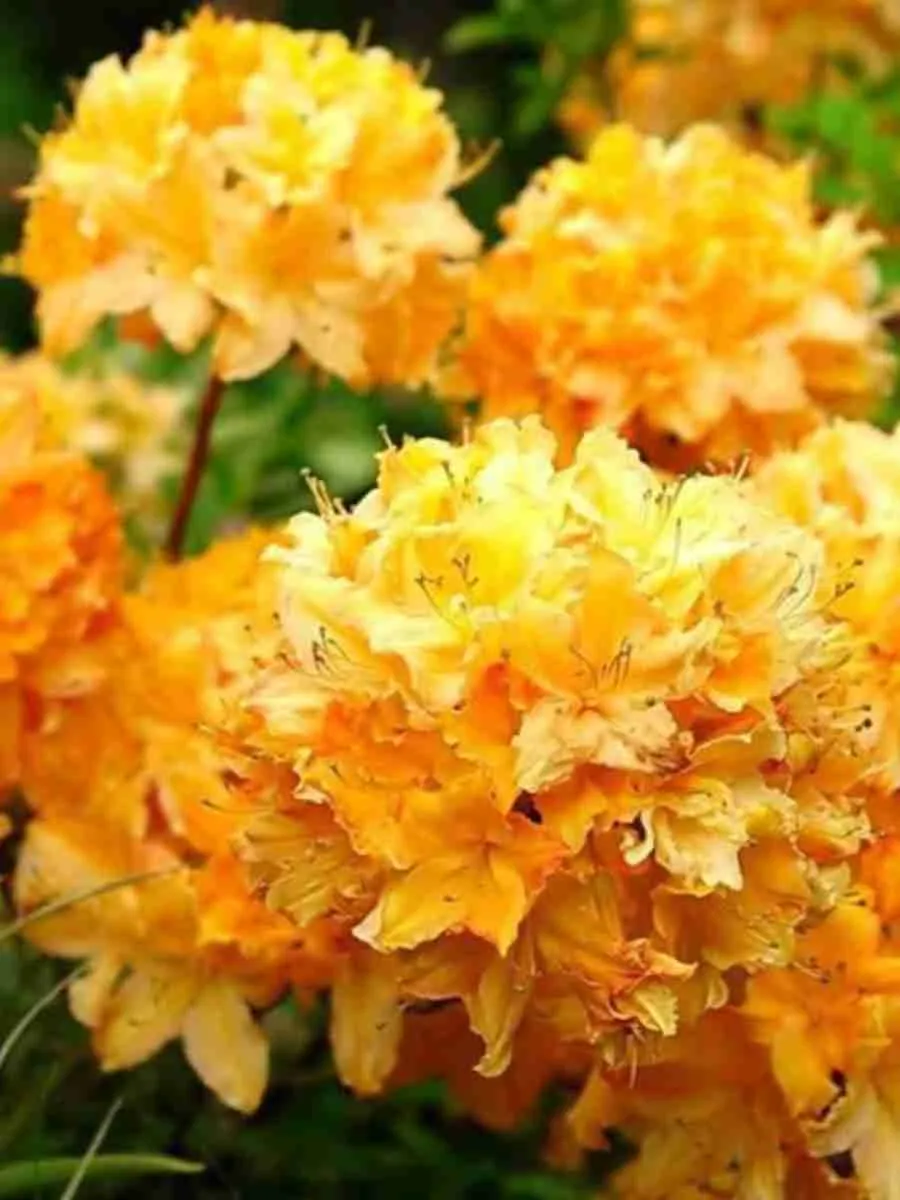 Азалия гибридный Golden Lights