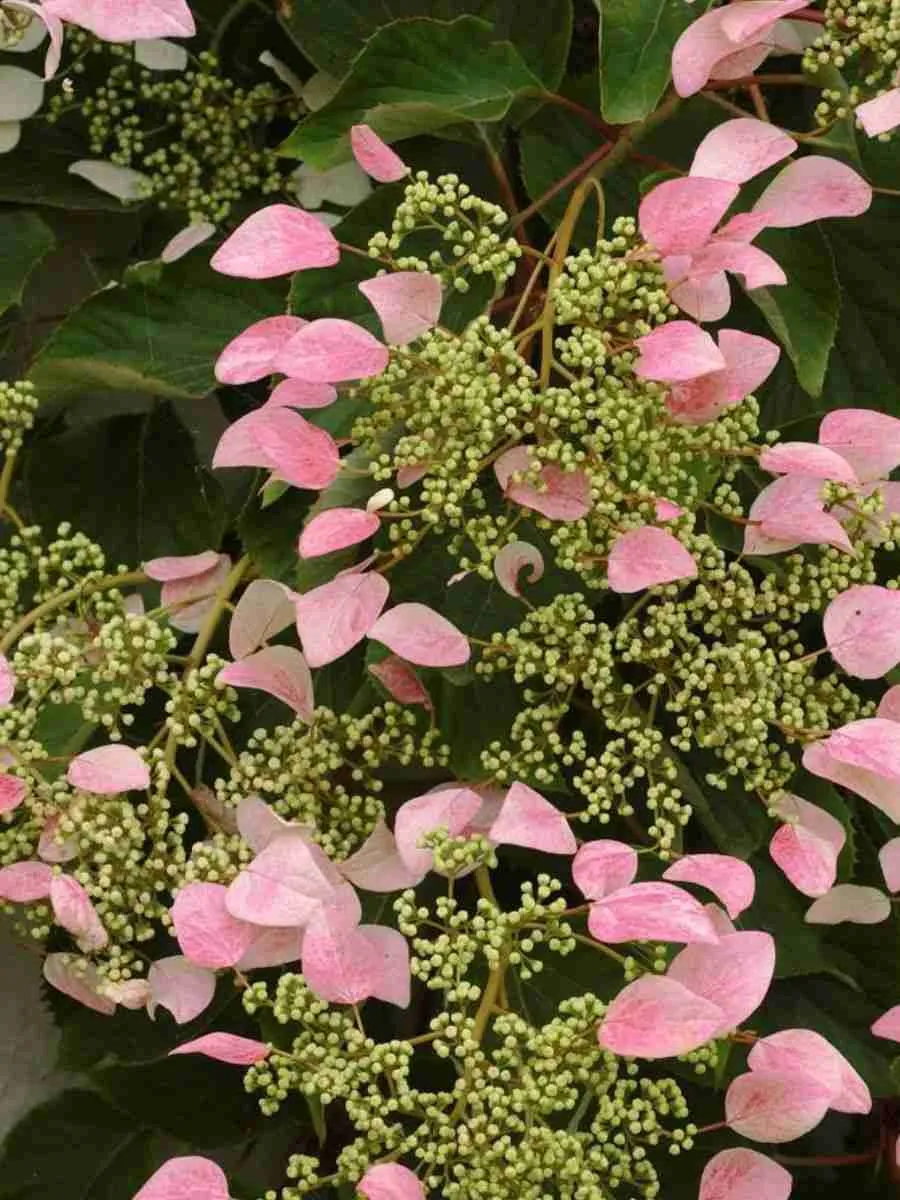 Схизофрагма гортензиевидная Roseum