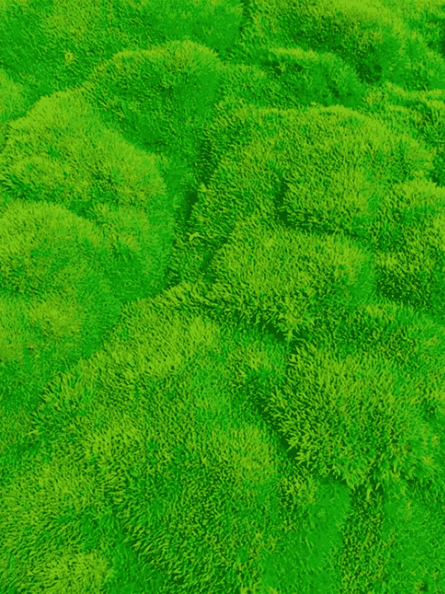 Дивала двухцветковая Selected Bronze