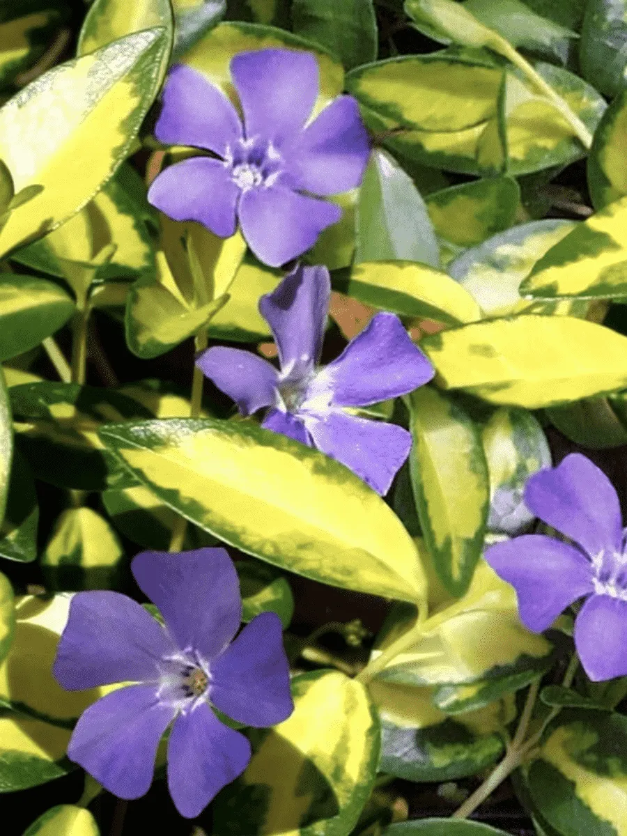 Барвинок малый Illumination