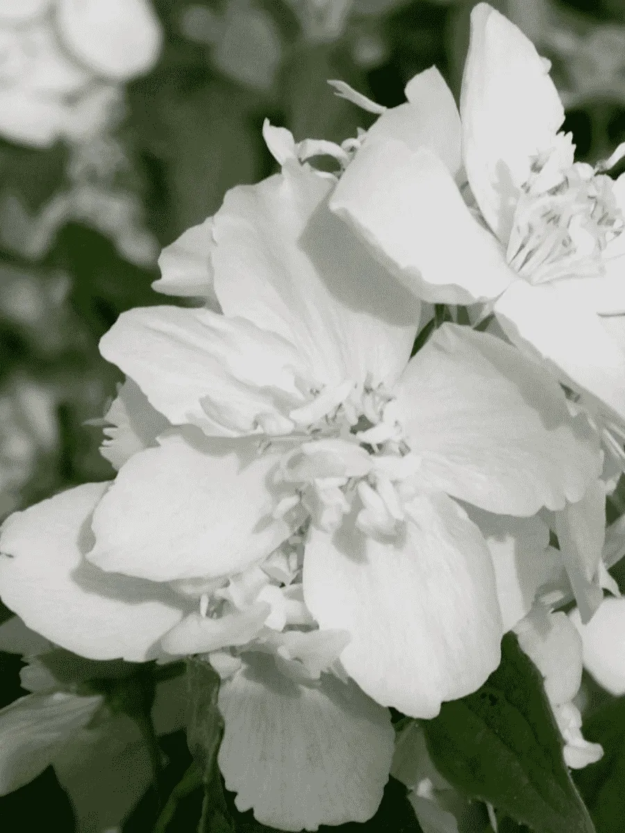 Чубушник Эльбрус