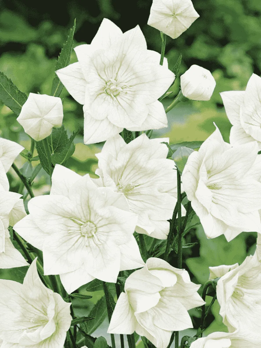 Платикодон крупноцветковый Hakone White