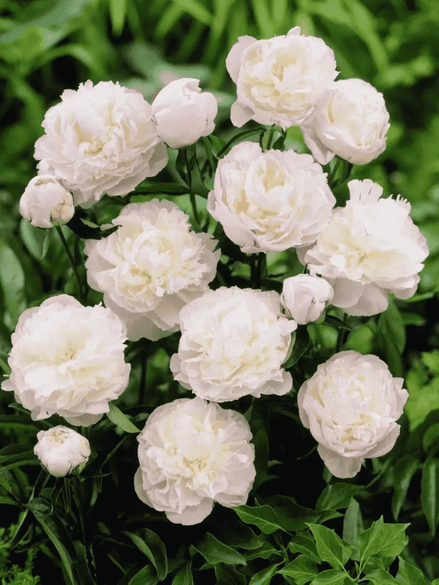 Пион Молочноцветковый Shirley Temple